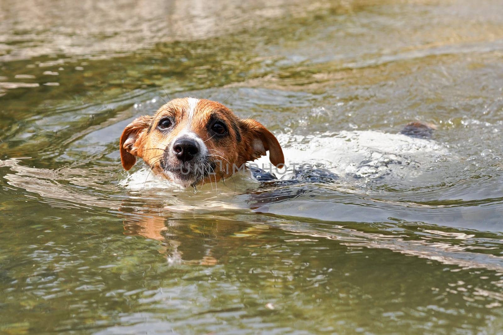 Jack Russell terrier swimming in water on sunny day, closeup on her head visible above water
