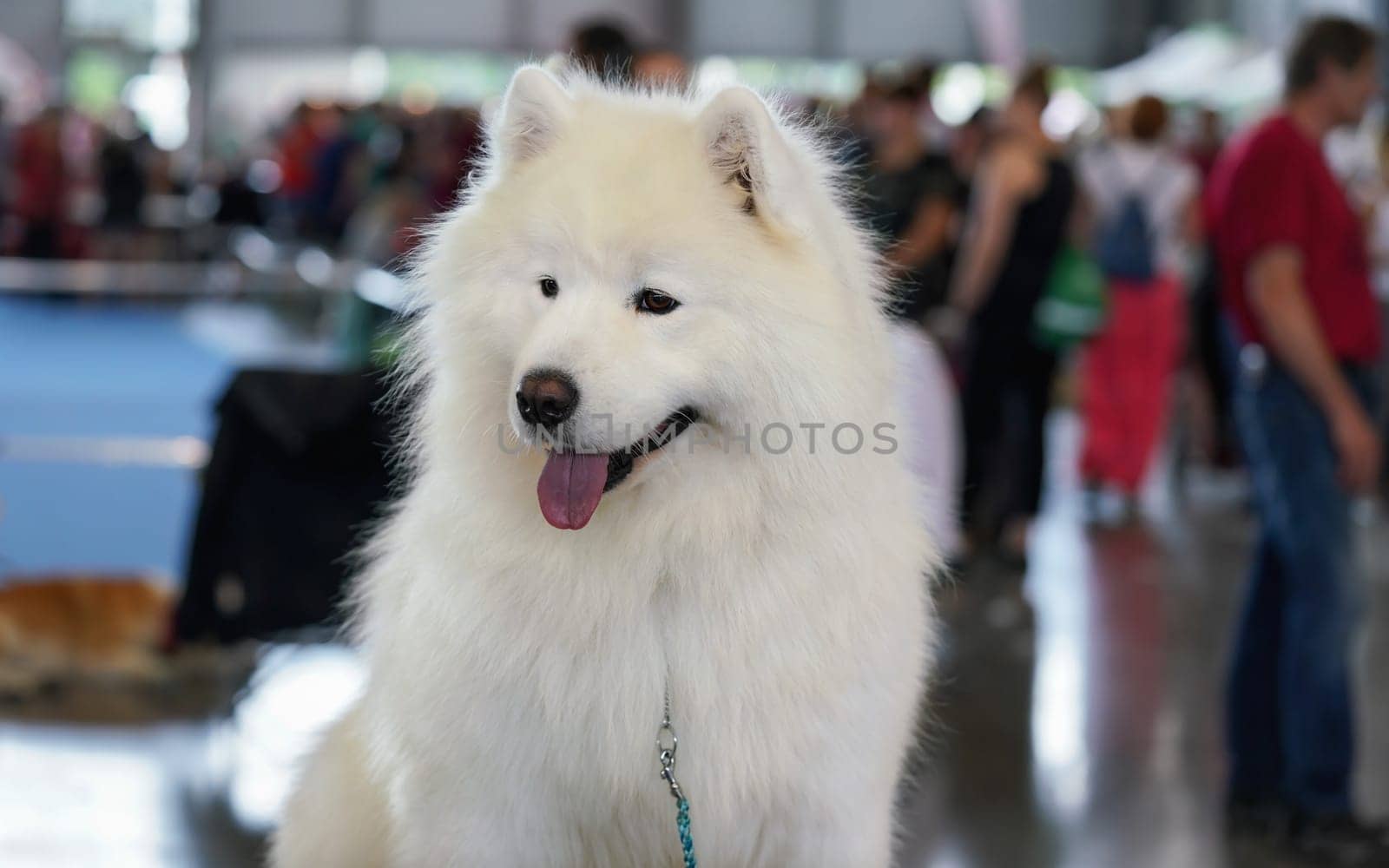 White Samoyed aka. Bjelkier spitz type dog breed, closeup on head, tongue sticking out, blurred people indoors in background