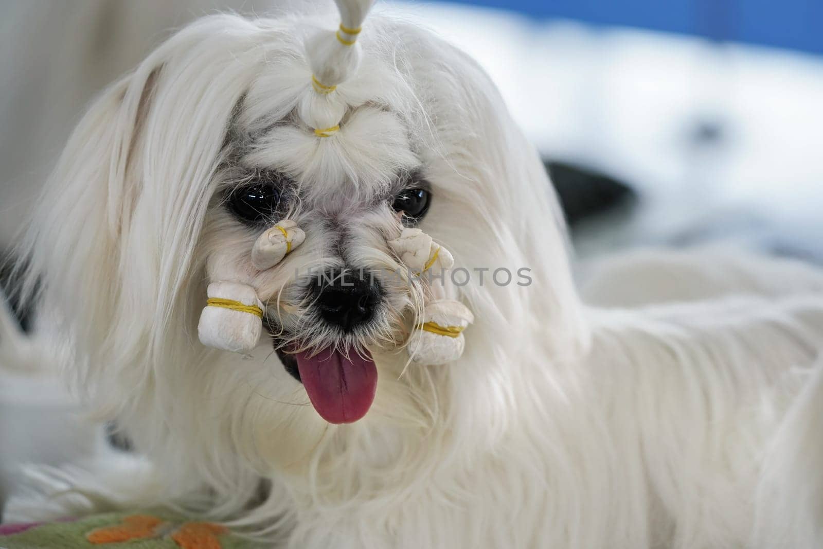 White Shihtzu dog getting groomed at canine contest, hair on face holding together with rubber bands by Ivanko