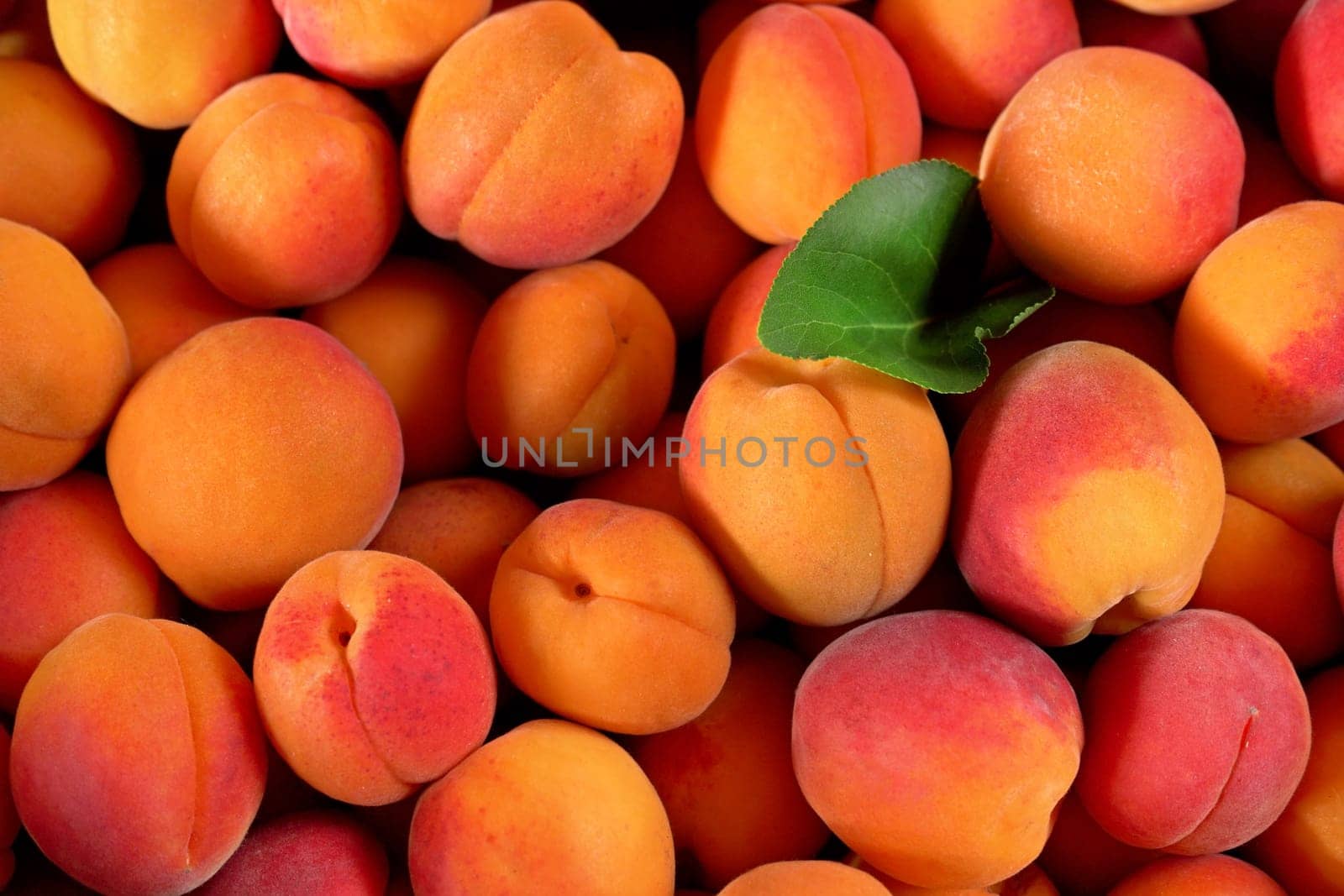Heap of fresh apricots with one green leaf, closeup detail photo from above