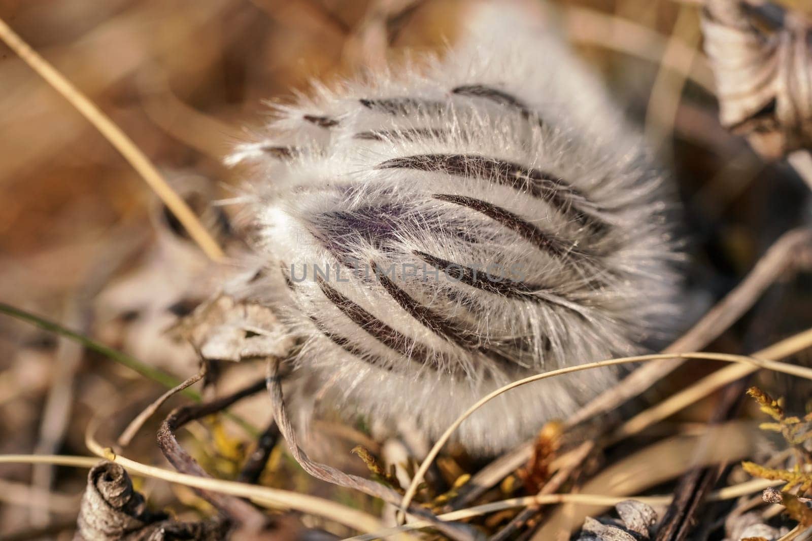 Purple greater pasque flower - Pulsatilla grandis - growing in dry grass, close up detail on hairy unopened plant head