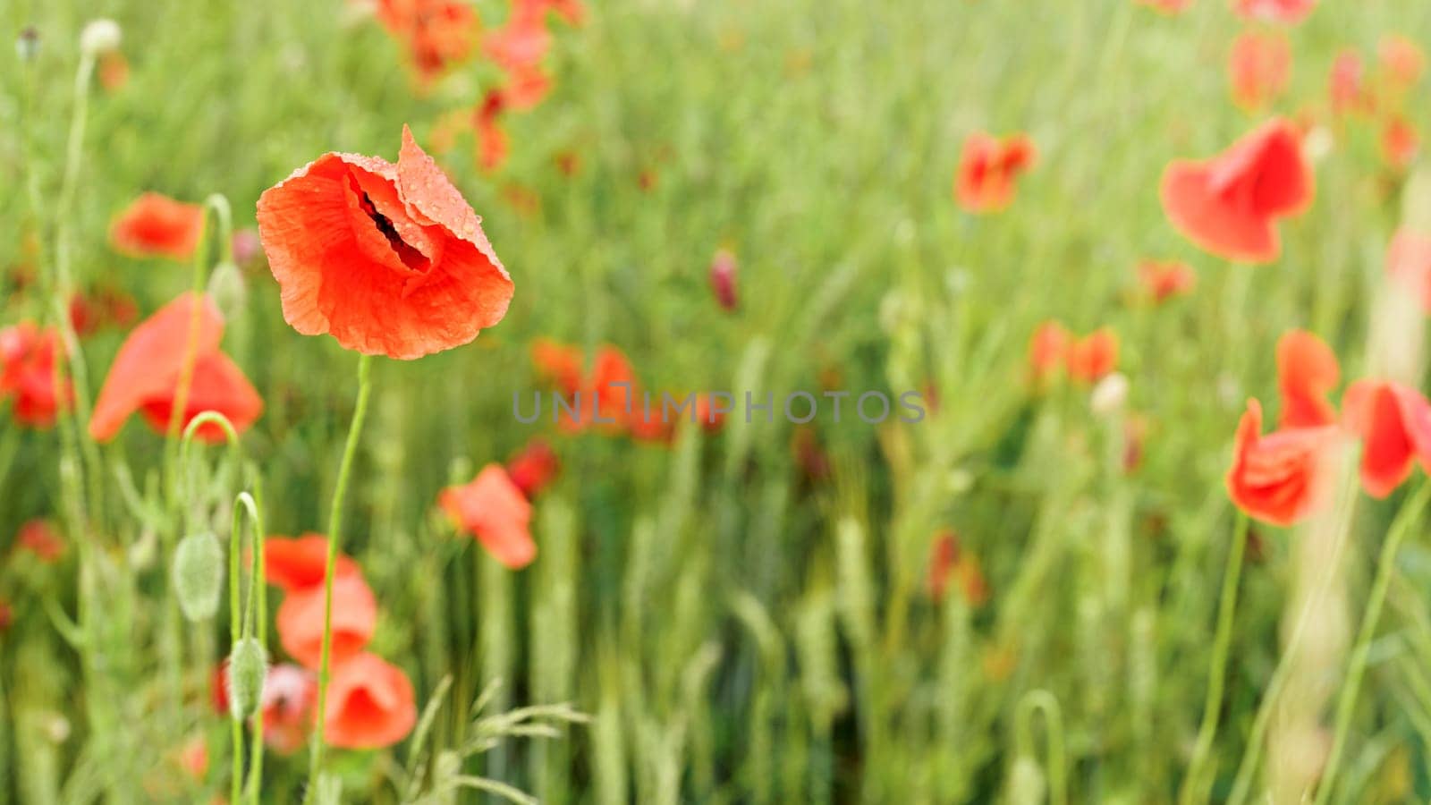 Bright red poppies, drops of rain on flower petals, growing in field of green unripe wheat
