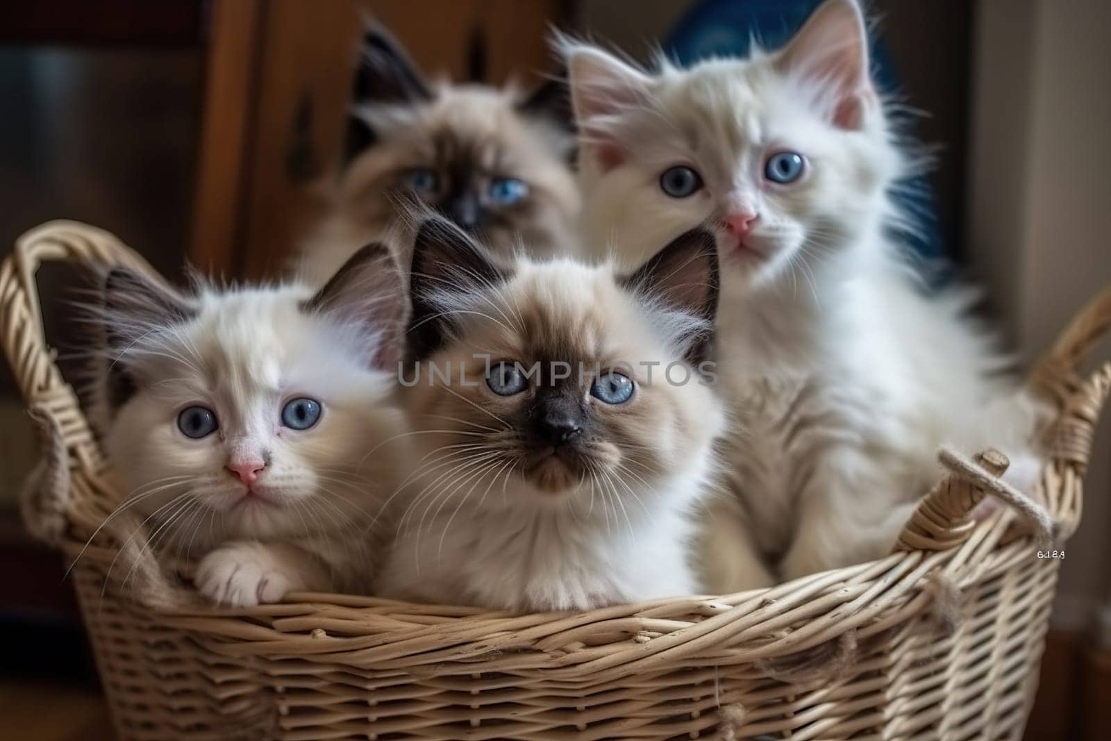 Ragdoll Cat And Its Kitten Sitting In Basket At Cozy Home