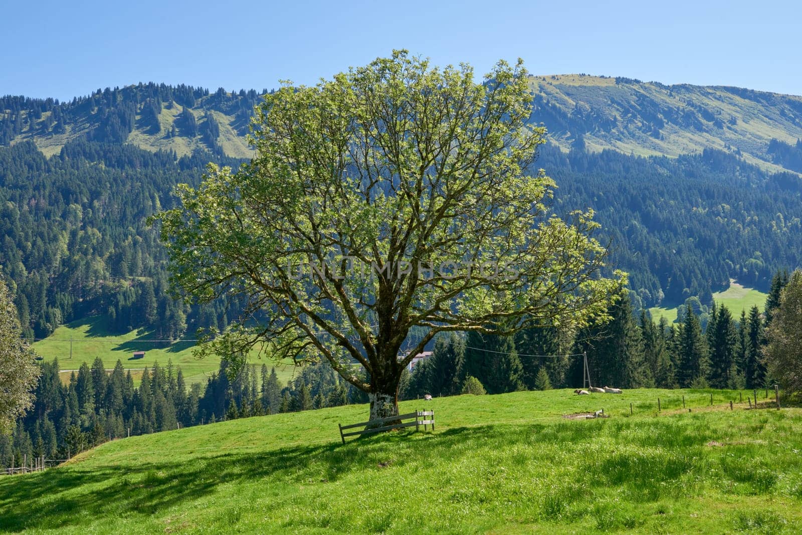 Alpine Symphony: Summer Majesty in the Mountain Wilderness. Majestic Peaks and a Lone Tree in the Meadow. Mountain: A Grand Tree Gracing the Alpine Pasture. Blue Skies Over Peaks: A Majestic Alpine Landscape in Summer. A Lone Tree Amidst Alpine Meadows Under a Clear Sky by Andrii_Ko