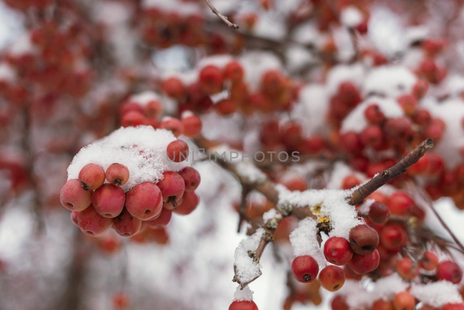 Winter's Crimson Beauty: Snow-Covered Rowan in Rural Landscape. Enchanting Winter Scenes: Capturing the Festive Red Rowan in a Snow-Covered Countryside by Andrii_Ko