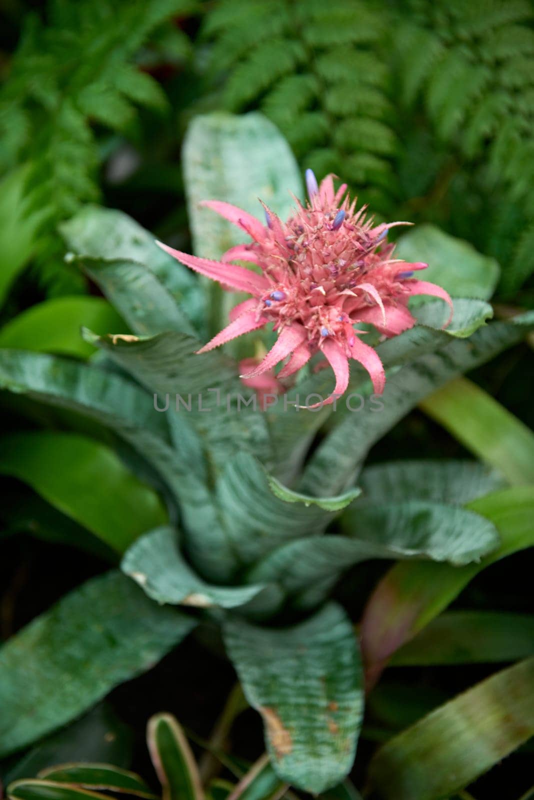 Aechmea Elegance: Discovering the Beauty of Bromeliads. The vibrant Aechmea, a tropical bromeliad plant, boasts exotic foliage and colorful blooms, making it a stunning addition to any indoor garden or houseplant collection. Its ornamental nature, with lush green leaves and vibrant flowers, adds a touch of tropical flair to indoor decor. Aechmea is a popular choice among enthusiasts of botany and botanical gardening, known for its tropical foliage and flowering prowess. Whether adorning a tropical garden or by Andrii_Ko