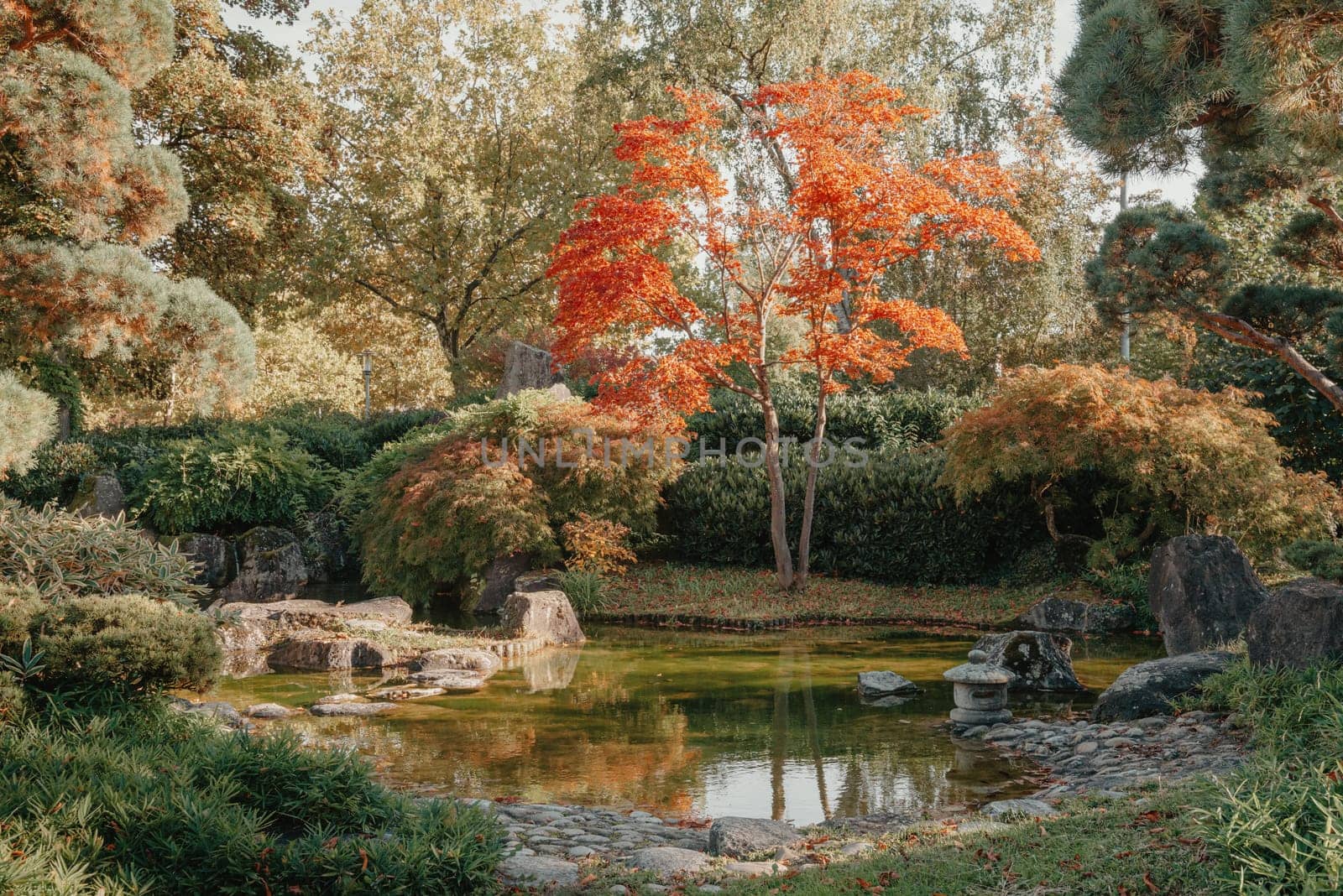 Beautiful Japanese Garden and red trees at autumn seson. A burst of fall color with pond reflections. by Andrii_Ko