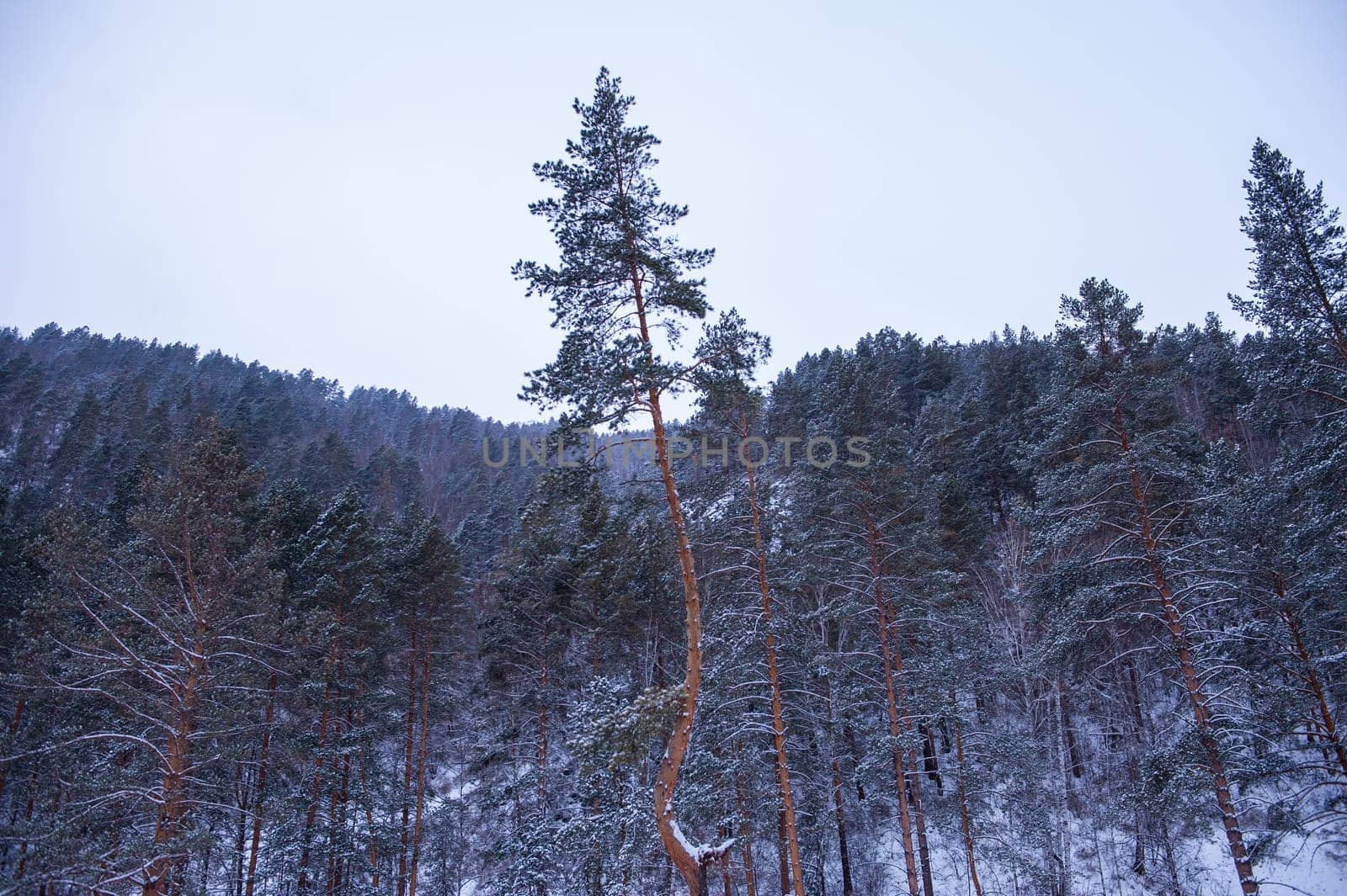 The winter forest in Altai mountains.