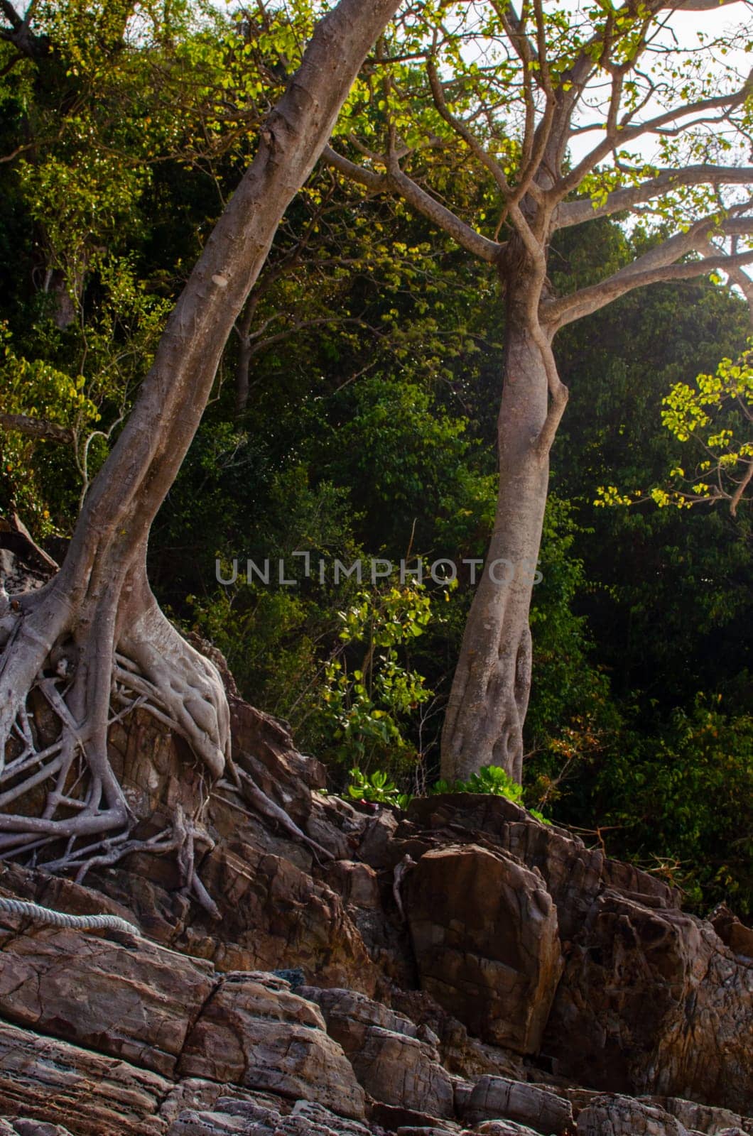 Tree roots on the beach abstract photo.