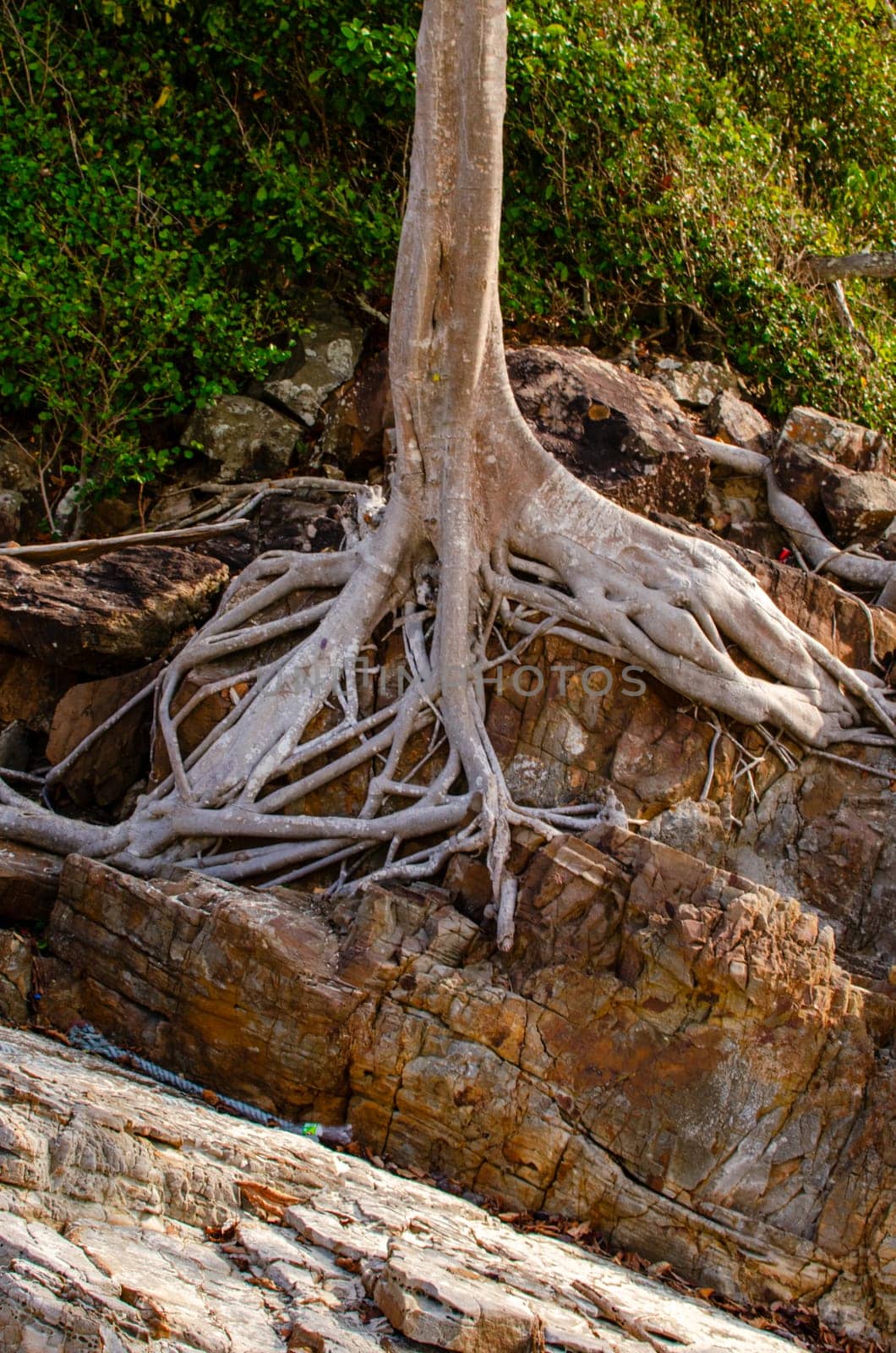Tree roots on the beach abstract photo.