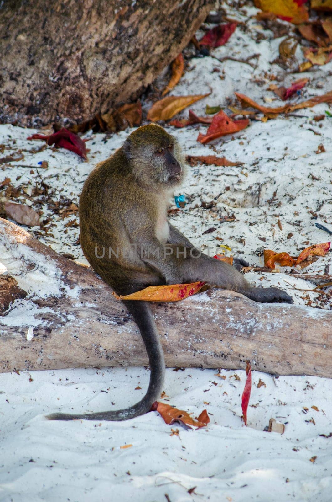 Wild white macaque monkey waiting on rocks at tropical island by lucia_fox