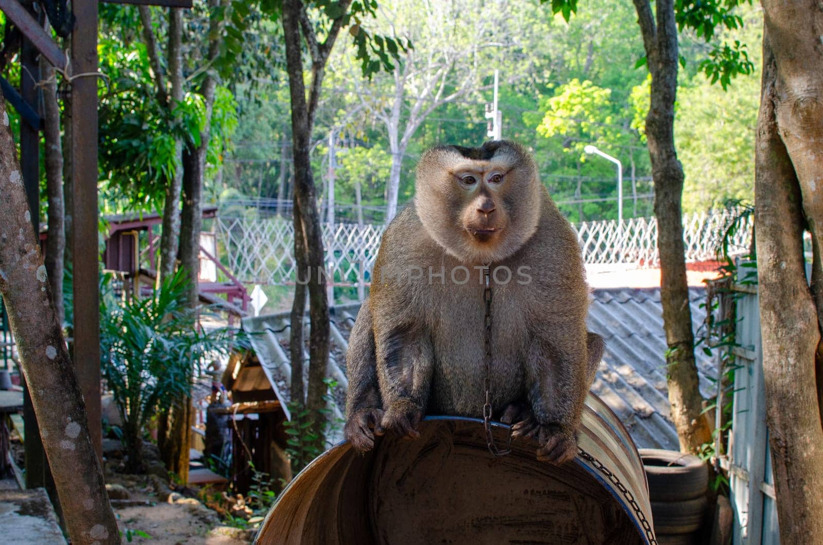 Monkey sitting in Thailand. by lucia_fox