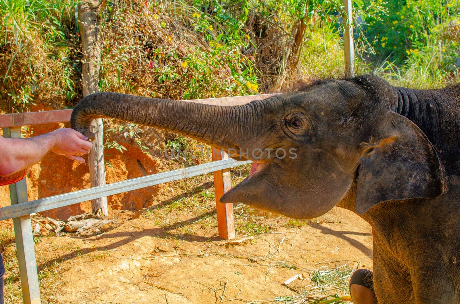 Elephant in the jungle on an island in Phuket by lucia_fox