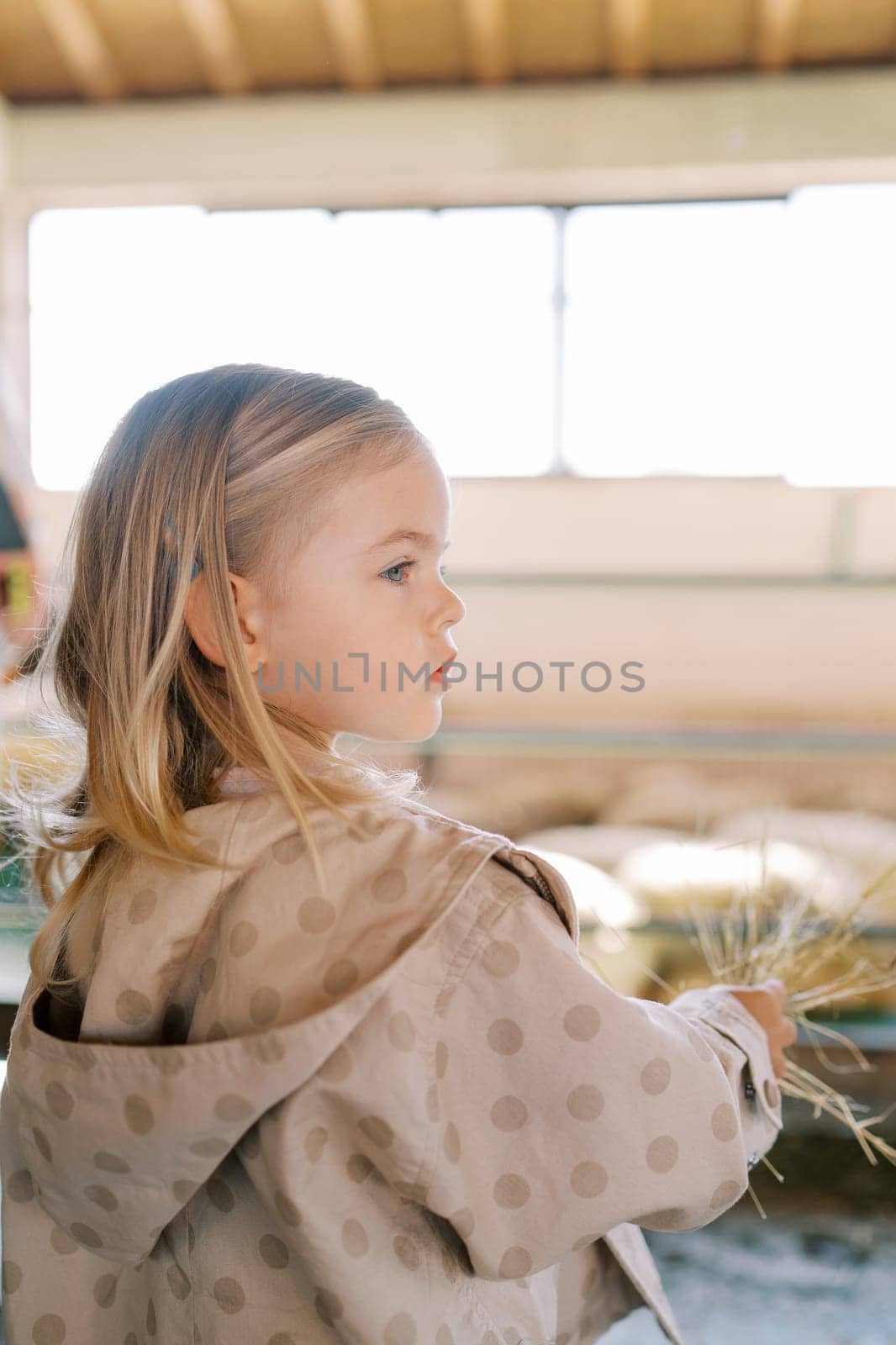 Little girl with a bundle of hay stands near a paddock on a farm and looks away. Back view by Nadtochiy