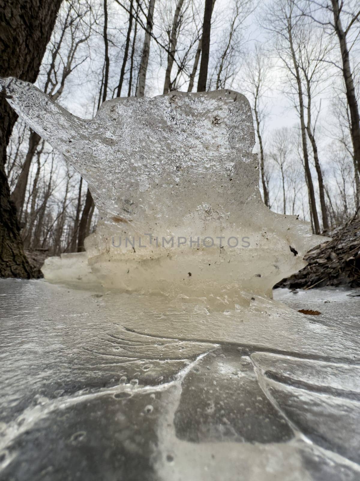 thin transparent ice on a puddle in the park on a winter day, foliage through the ice. High quality photo