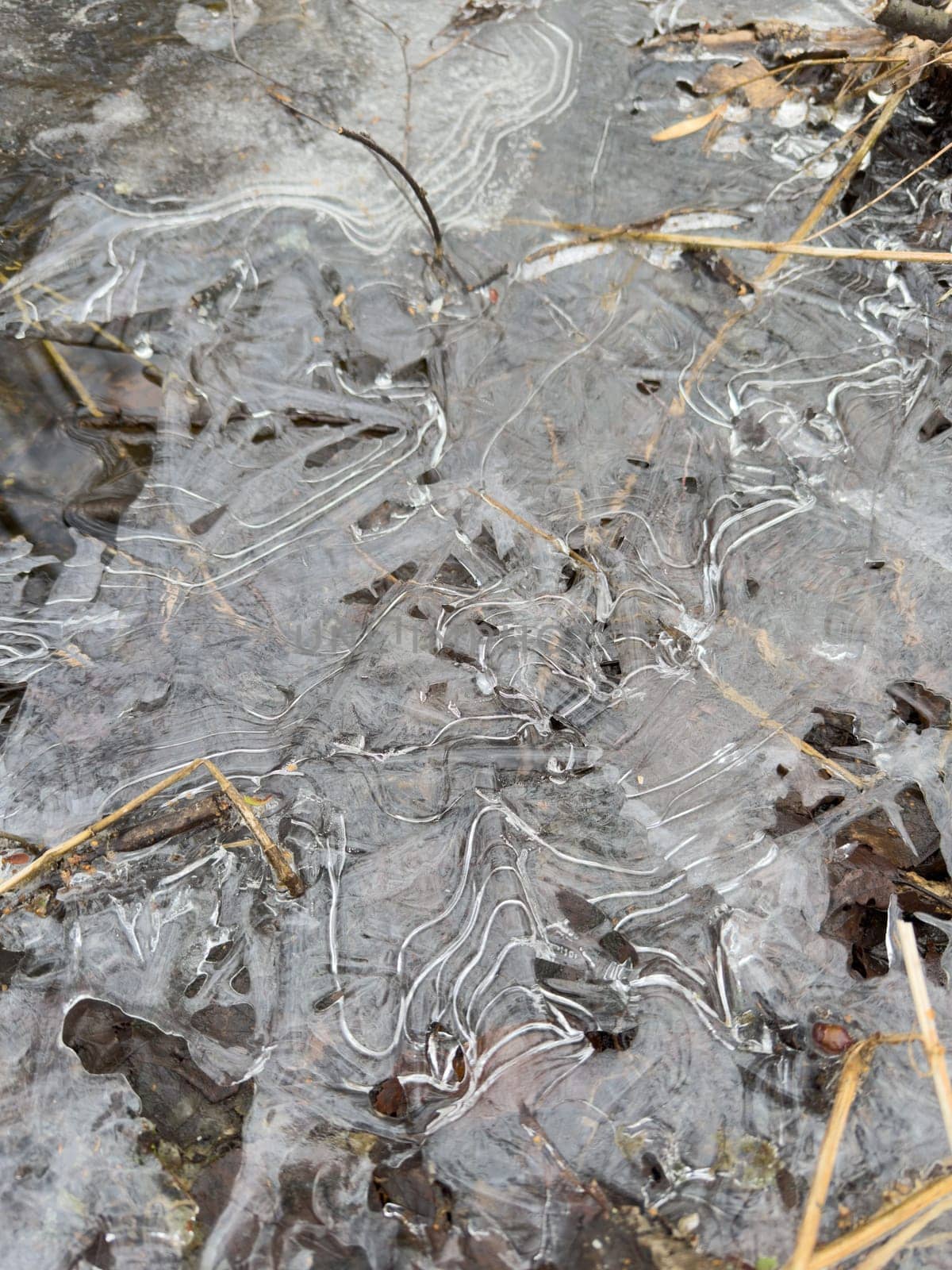 thin transparent ice on a puddle in the park on a winter day, foliage through the ice. High quality photo