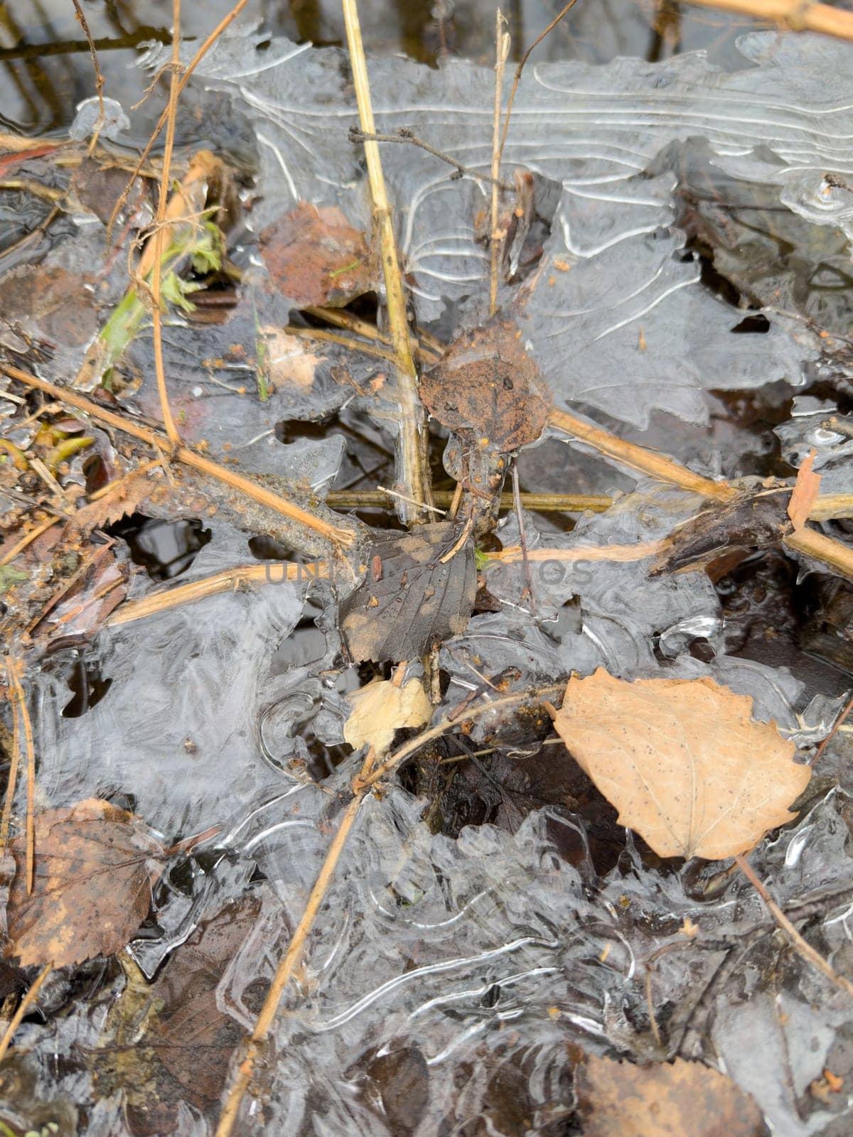 thin transparent ice on a puddle in the park on a winter day, foliage through the ice. High quality photo