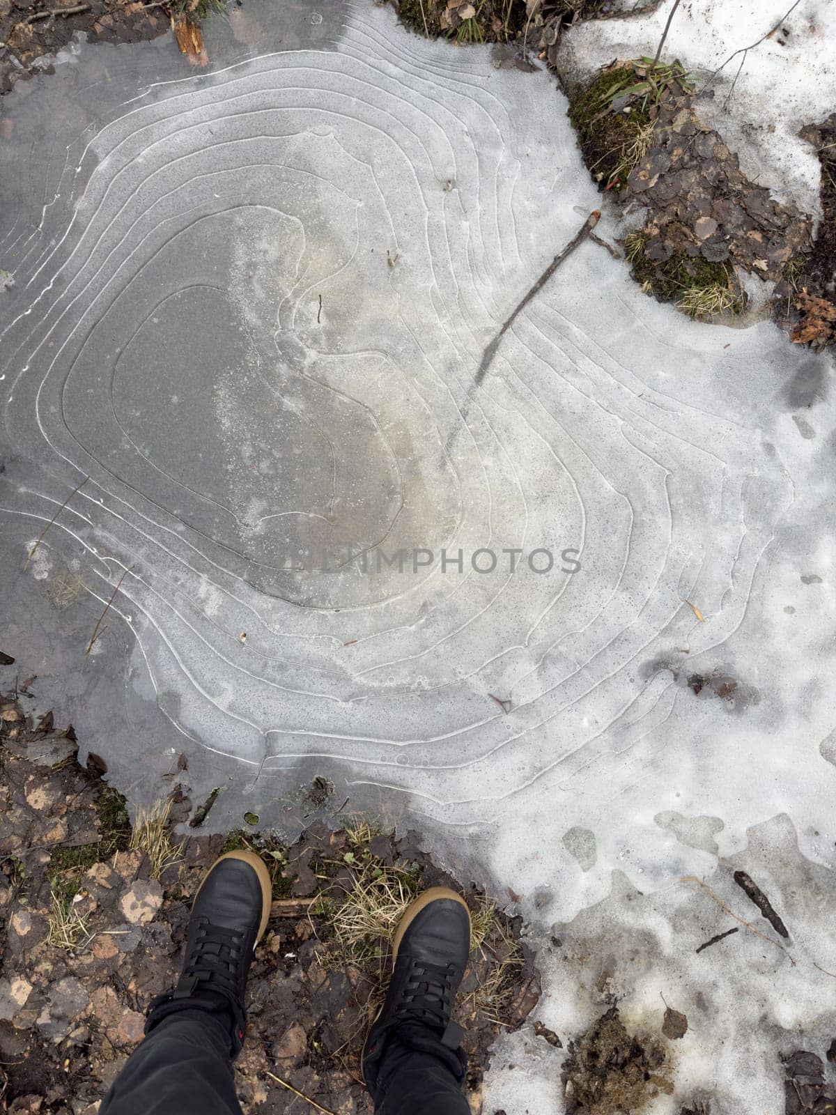 thin transparent ice on a puddle in the park on a winter day, foliage through the ice. High quality photo