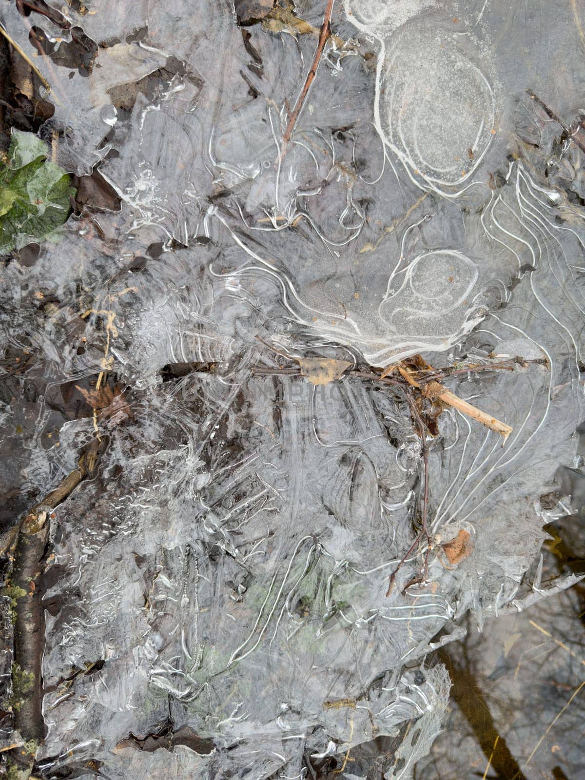 thin transparent ice on a puddle in the park on a winter day, foliage through the ice. High quality photo