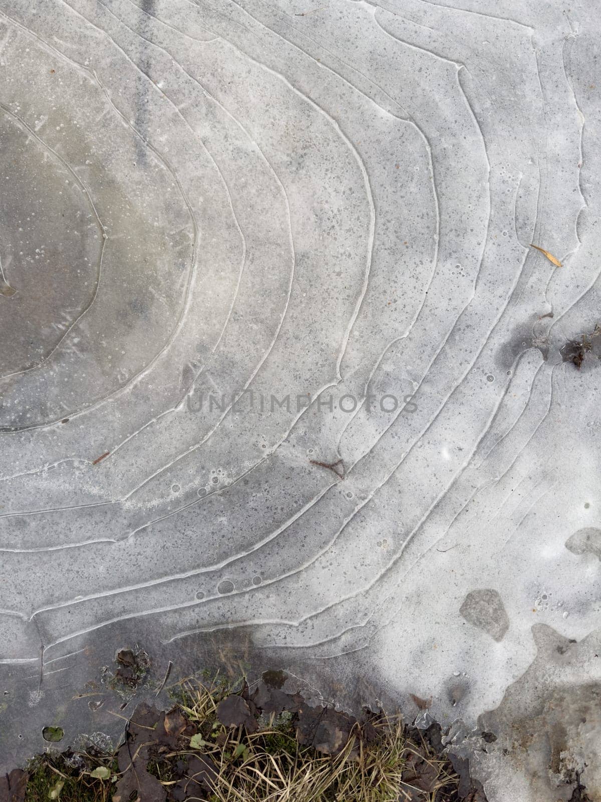 thin transparent ice on a puddle in the park on a winter day, foliage through the ice by vladimirdrozdin