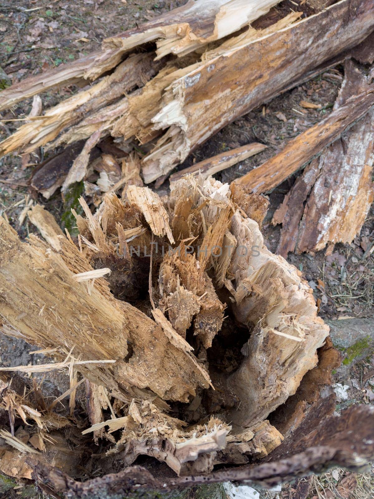 a torn tree trunk, a fallen tree nearby in a spring park during a thaw, old foliage and moss around. High quality photo