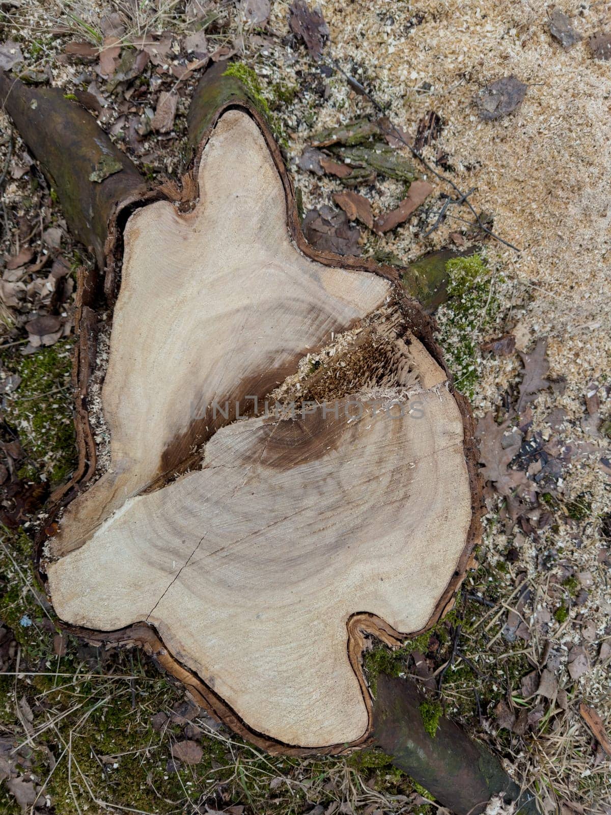 the stump of a sawn tree in a spring park during a thaw, sawdust around the stump, old foliage and moss around by vladimirdrozdin