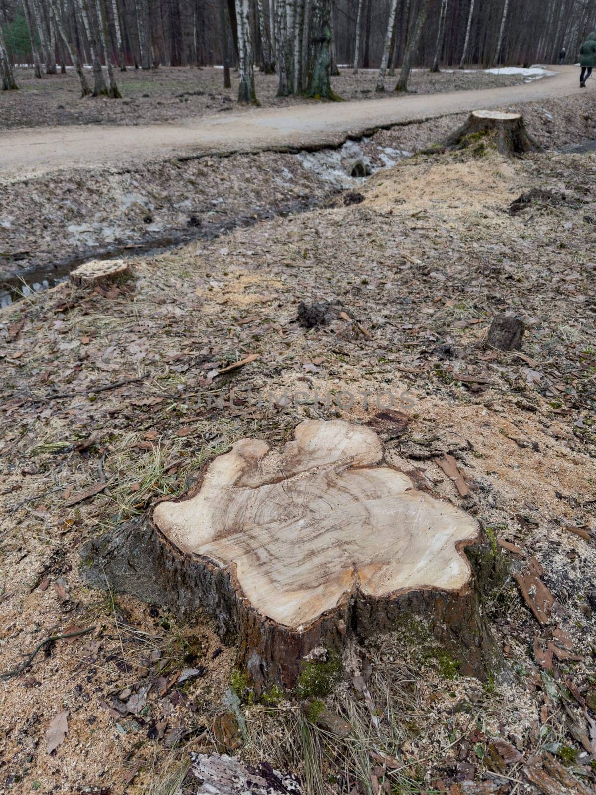 the stump of a sawn tree in a spring park during a thaw, sawdust around the stump, old foliage and moss around. High quality photo