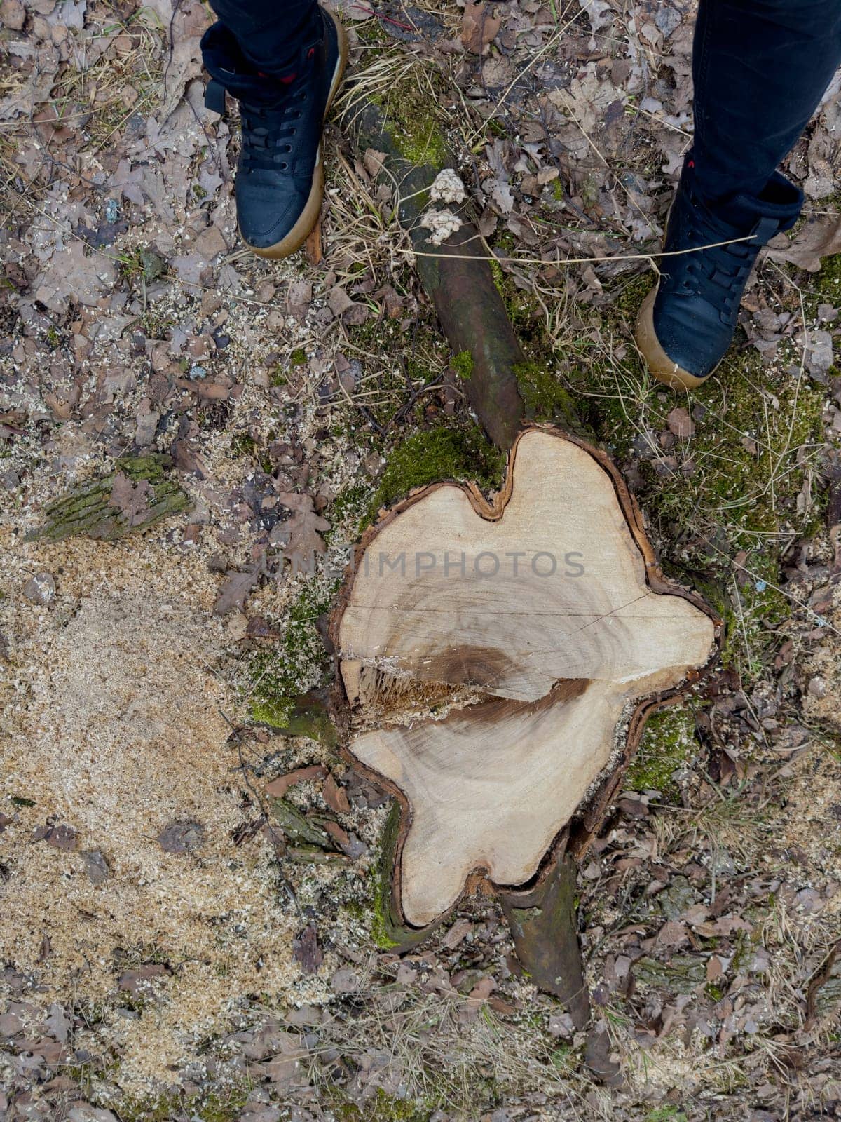 the stump of a sawn tree in a spring park during a thaw, sawdust around the stump, men's feet in black shoes, old foliage and moss around by vladimirdrozdin