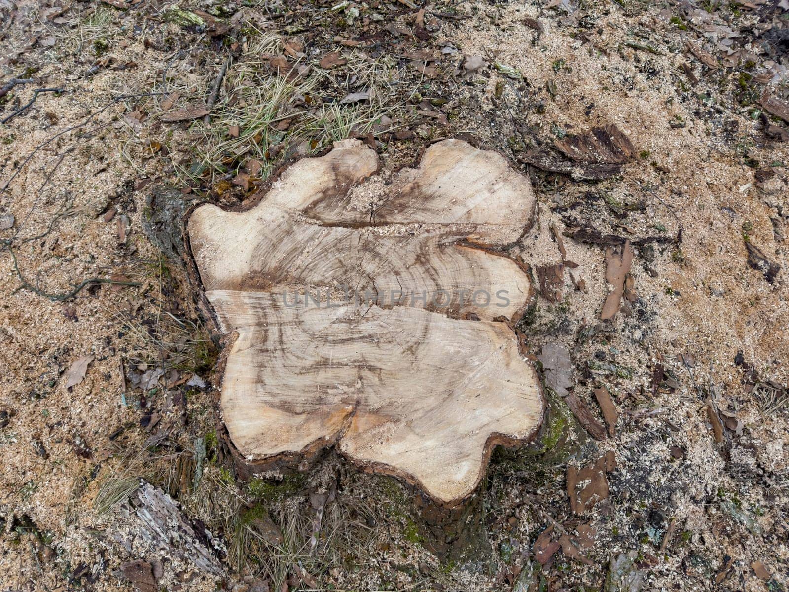 the stump of a sawn tree in a spring park during a thaw, sawdust around the stump, old foliage and moss around. High quality photo