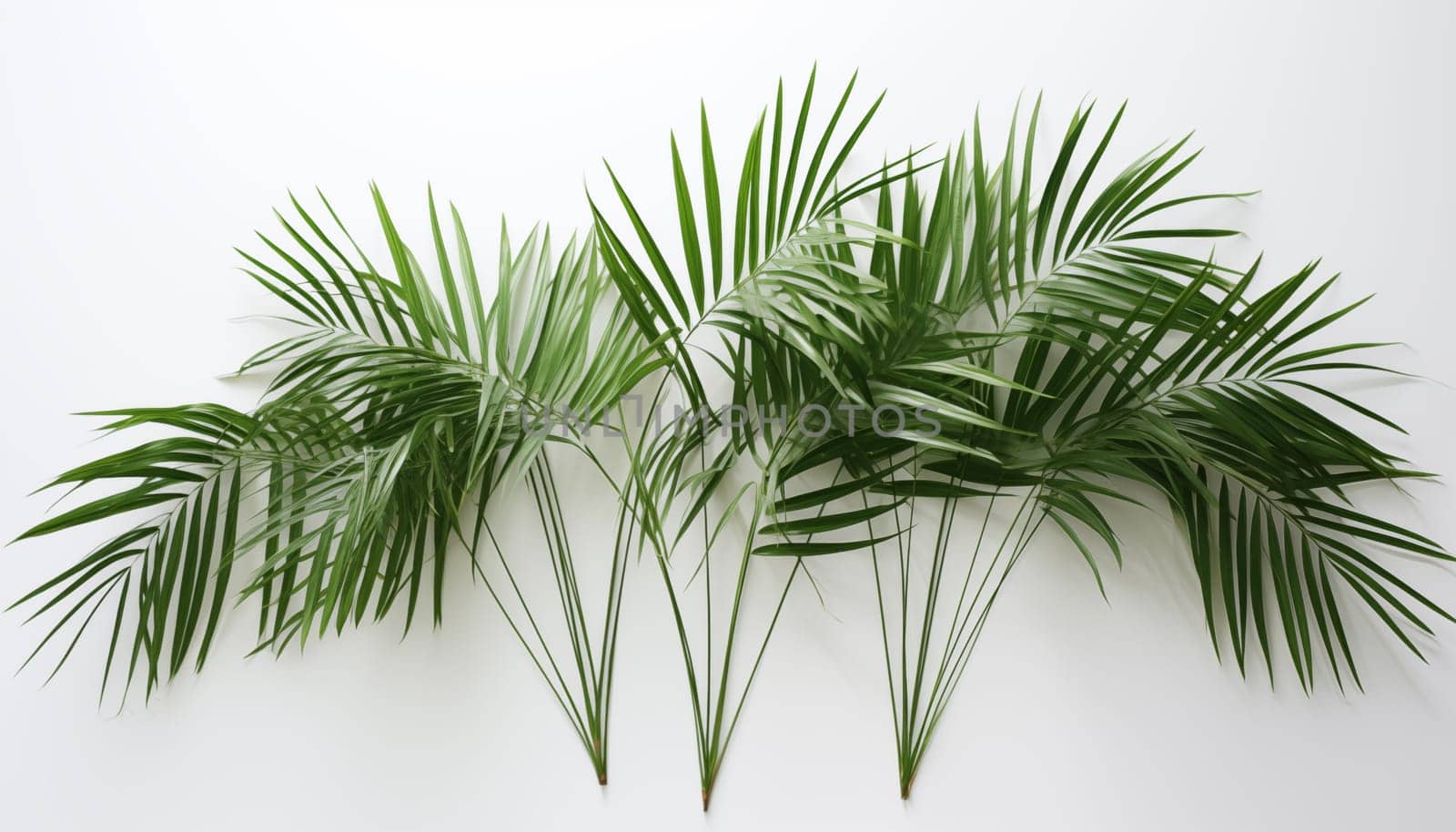 Bamboo Palm leaves on white background, isolated. High quality photo