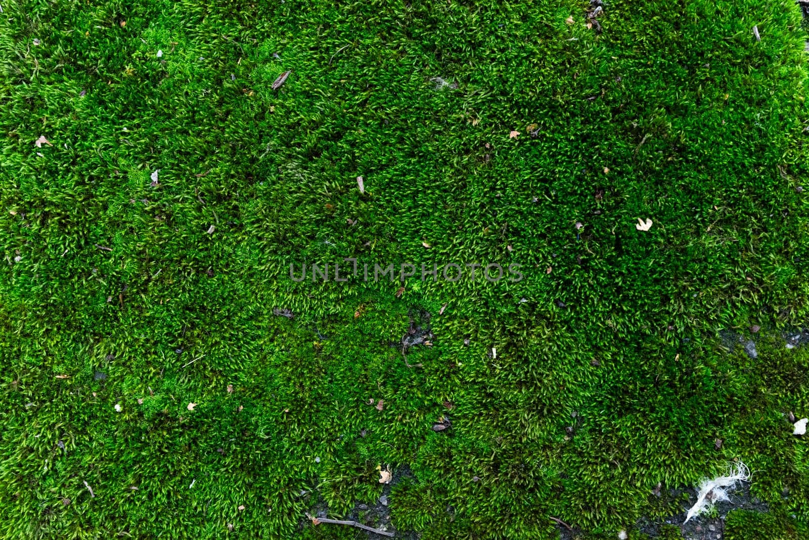 Background of fresh green moss. Surface with the texture of natural moss.