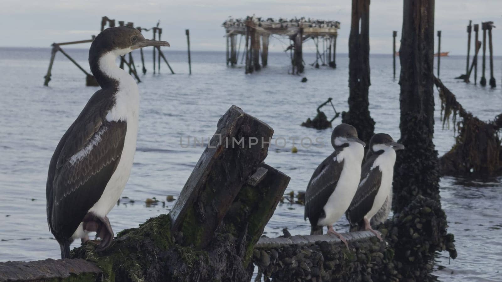 Lone Cormorant Perches on an Old Wooden Pier by the Sea by FerradalFCG