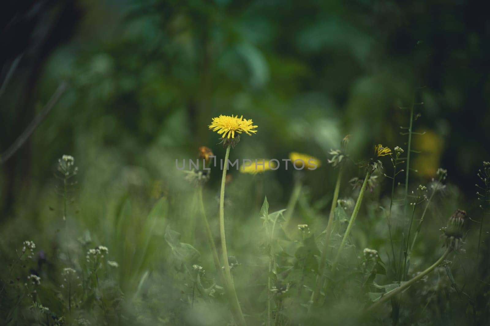 Green meadow with yellow blooming dandelions on a spring day