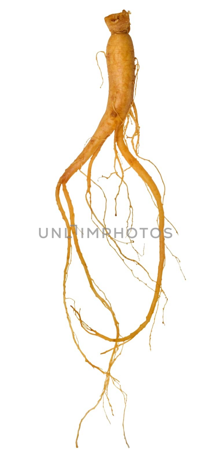 Ginseng root on isolated background by ndanko