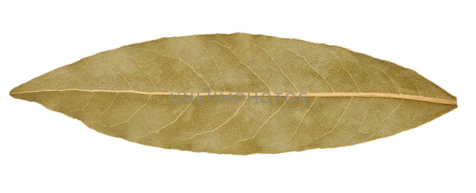 Dry bay leaf on isolated background, spice by ndanko