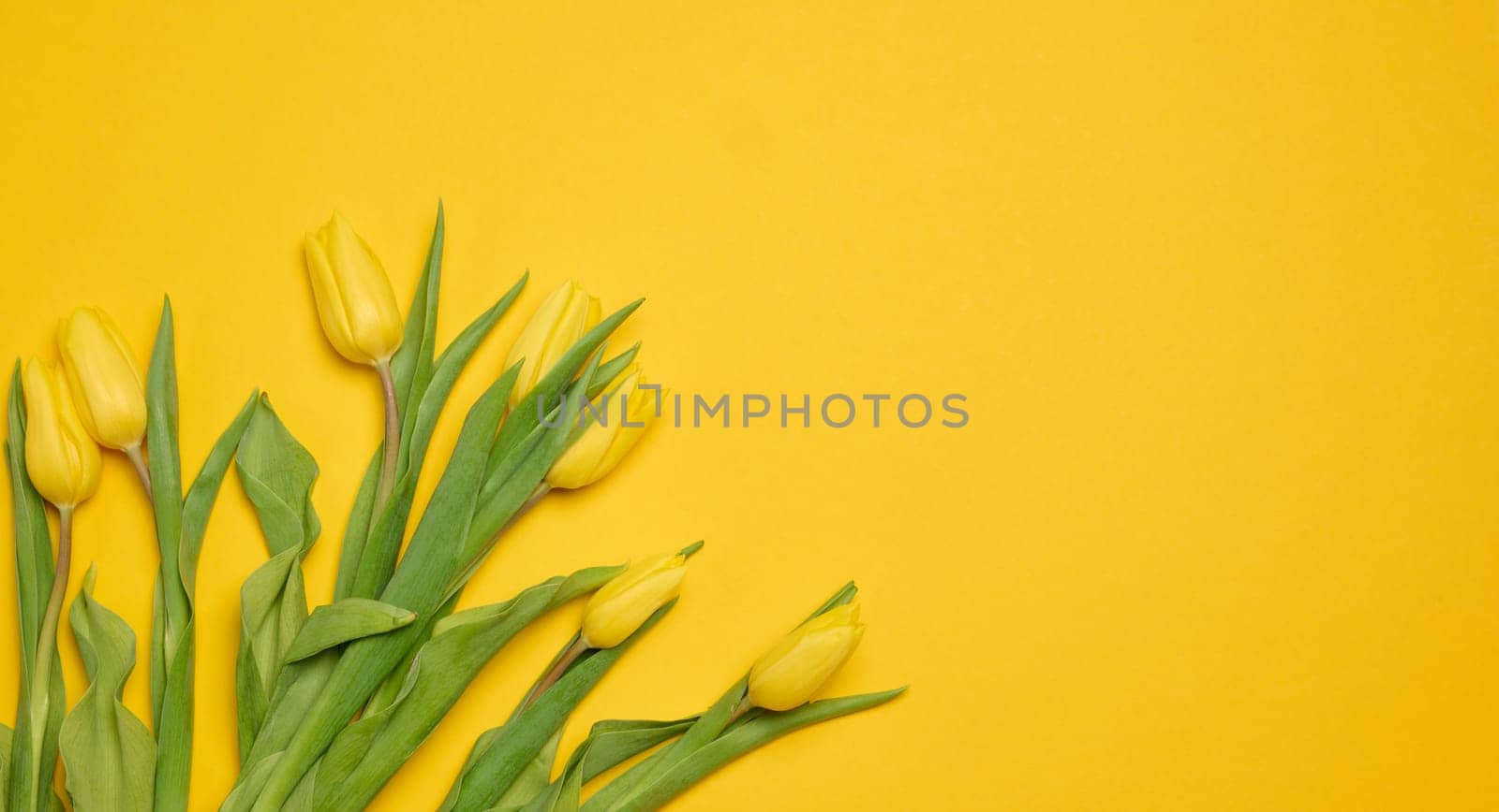 Bouquet of blooming tulips with green leaves on a yellow background, top view by ndanko