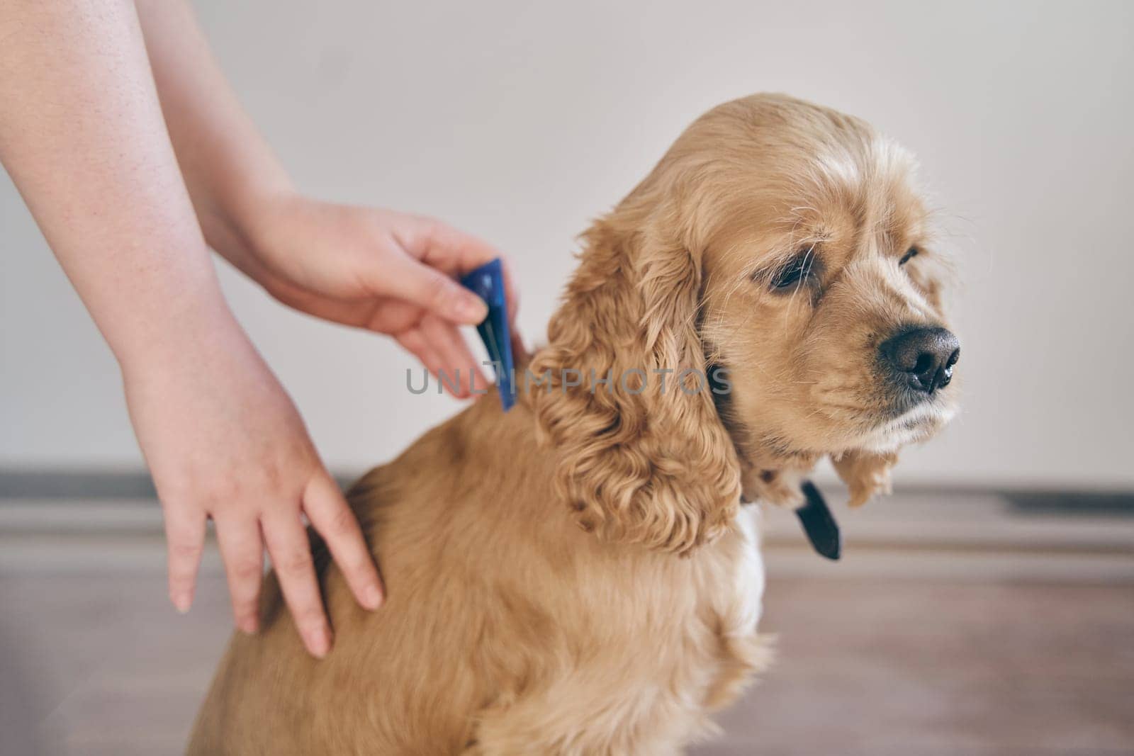 The dog is dripped on the withers with a parasite remedy by driver-s