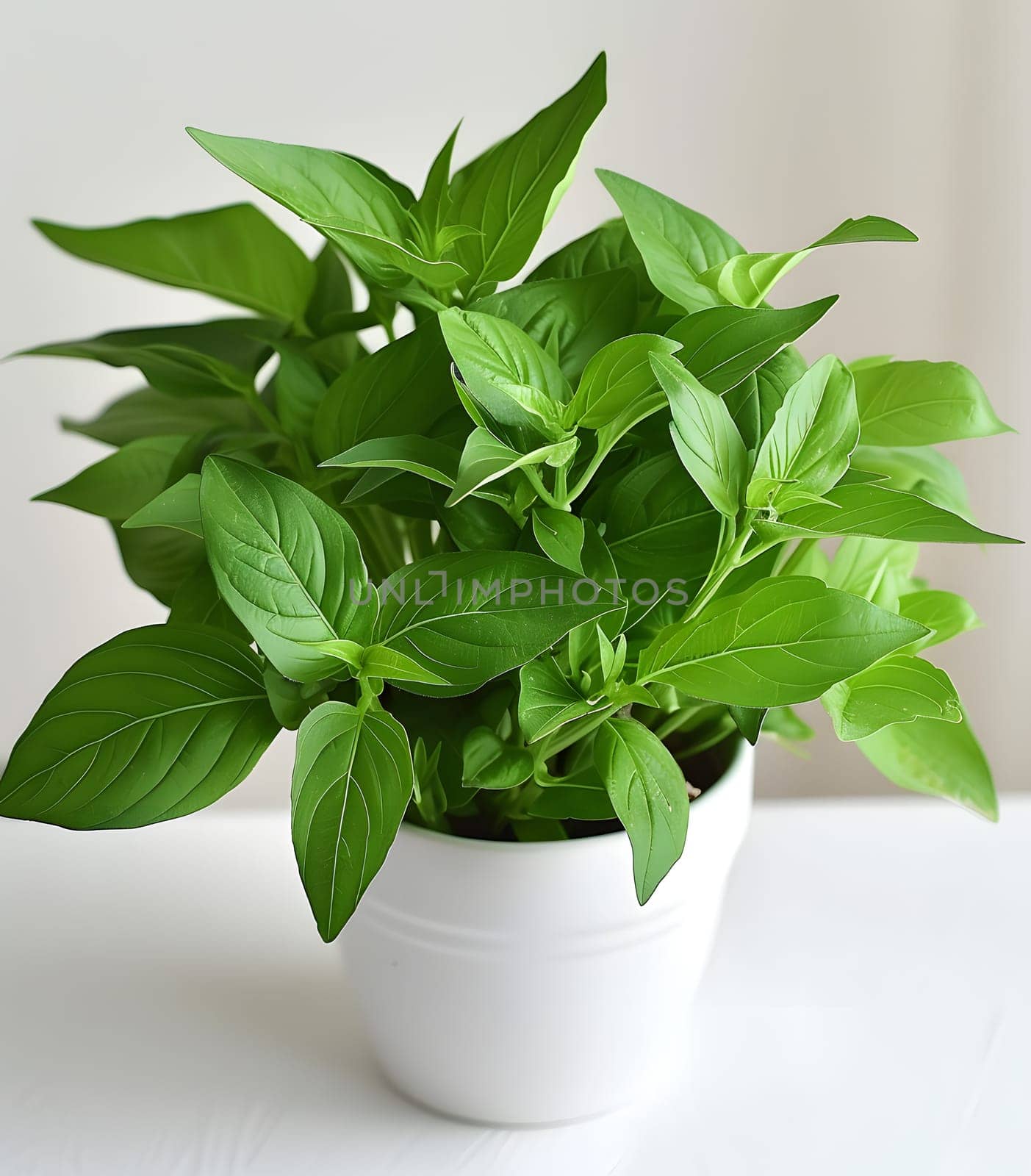 A houseplant with green leaves sits in a flowerpot on a table by Nadtochiy