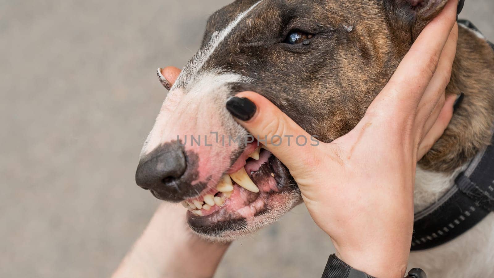 The owner squeezes the muzzle of a bull terrier outdoors