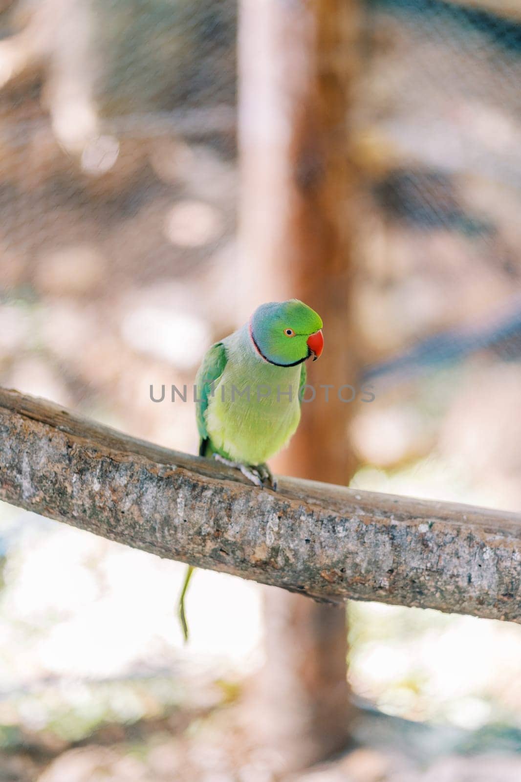 Green rose-ringed parrot sitting on a perch in a cage. High quality photo