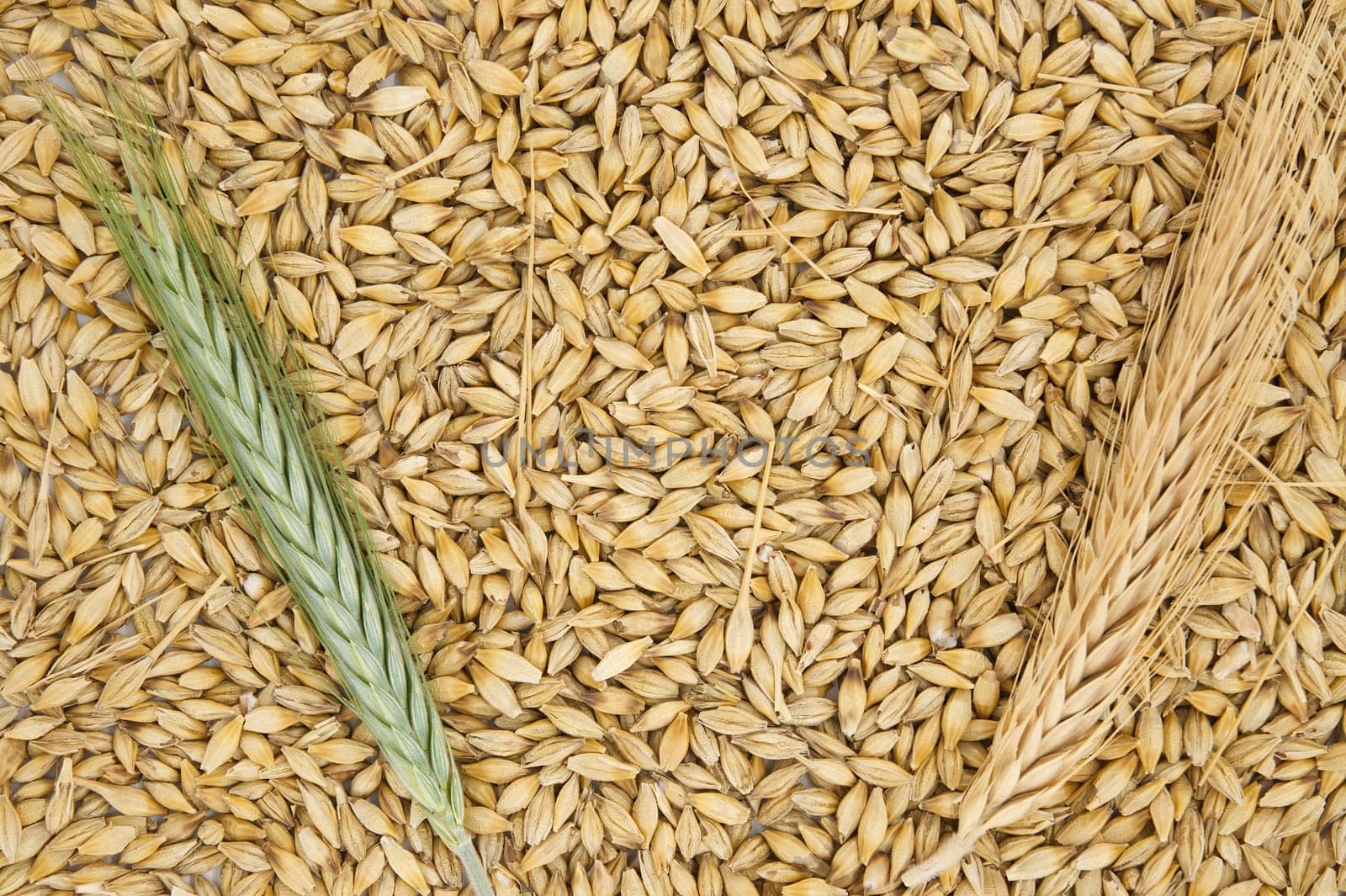 Barley seeds with the outer husk and barley ears by NetPix
