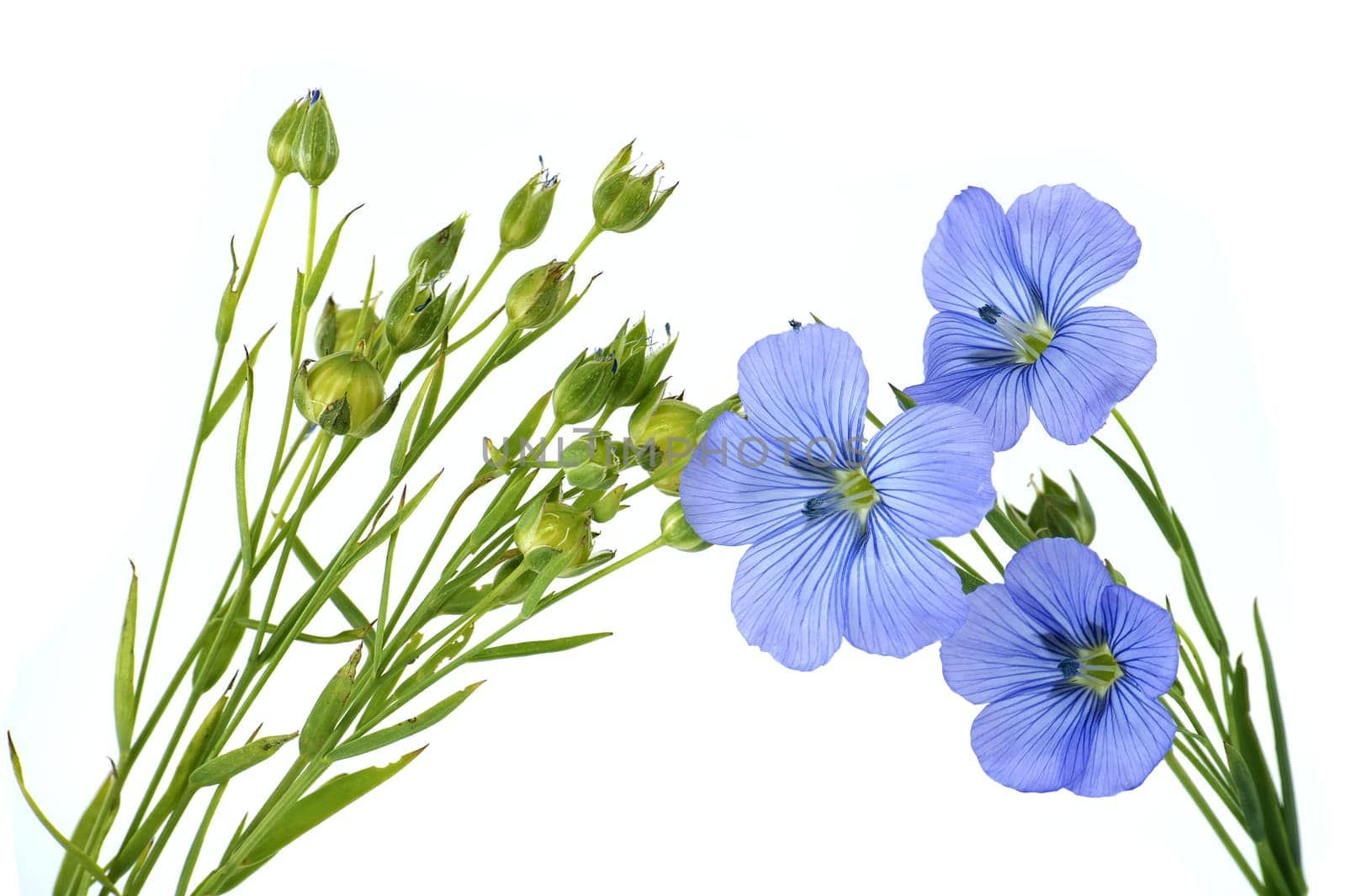 Close-up of a vibrant and beautiful blue flax flowers and plants isolated on white background