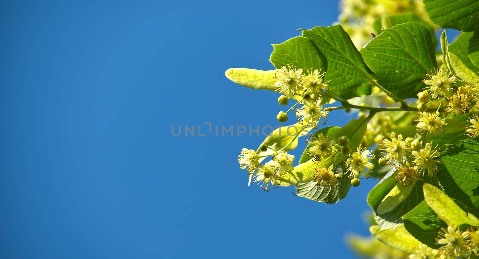 Linden tree branch adorned with small yellow flowers and surrounded by large green leaves the sun illuminates the leaves and flowers, highlighting their textures
