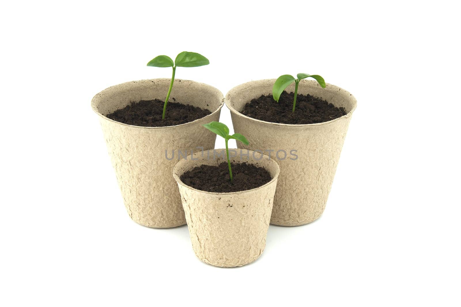 Small green seedlings sprouting from dark brown soil contained within a round, light brown biodegradable pots, isolated on white background