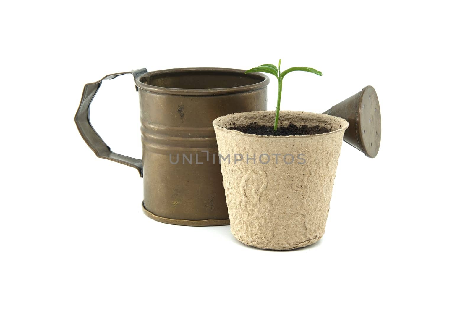 Seedling potted in biodegradable pot near vintage watering can by NetPix
