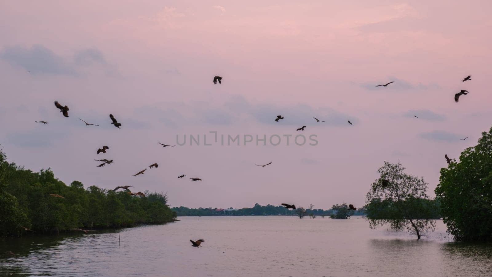 Sea Eagles at sunset in the mangrove forest of Chantaburi in Thailand, Red backed sea eagle