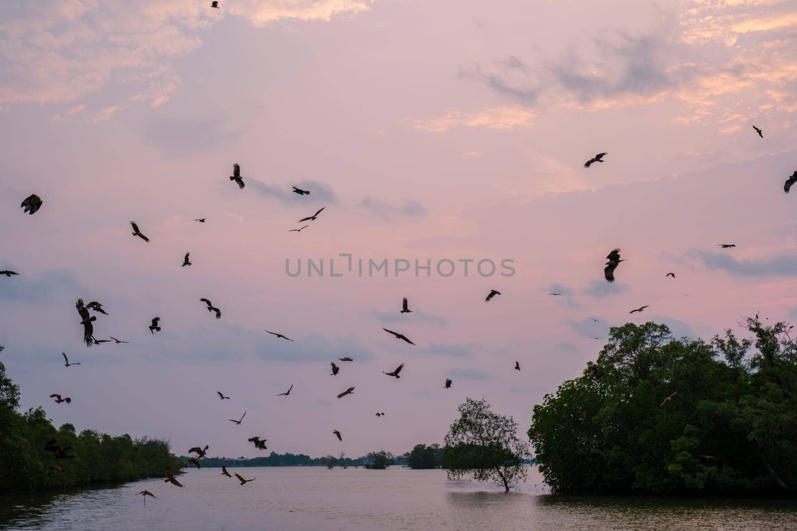 Sea Eagles at sunset in the mangrove of Chantaburi in Thailand, a group of Red backed sea eagles