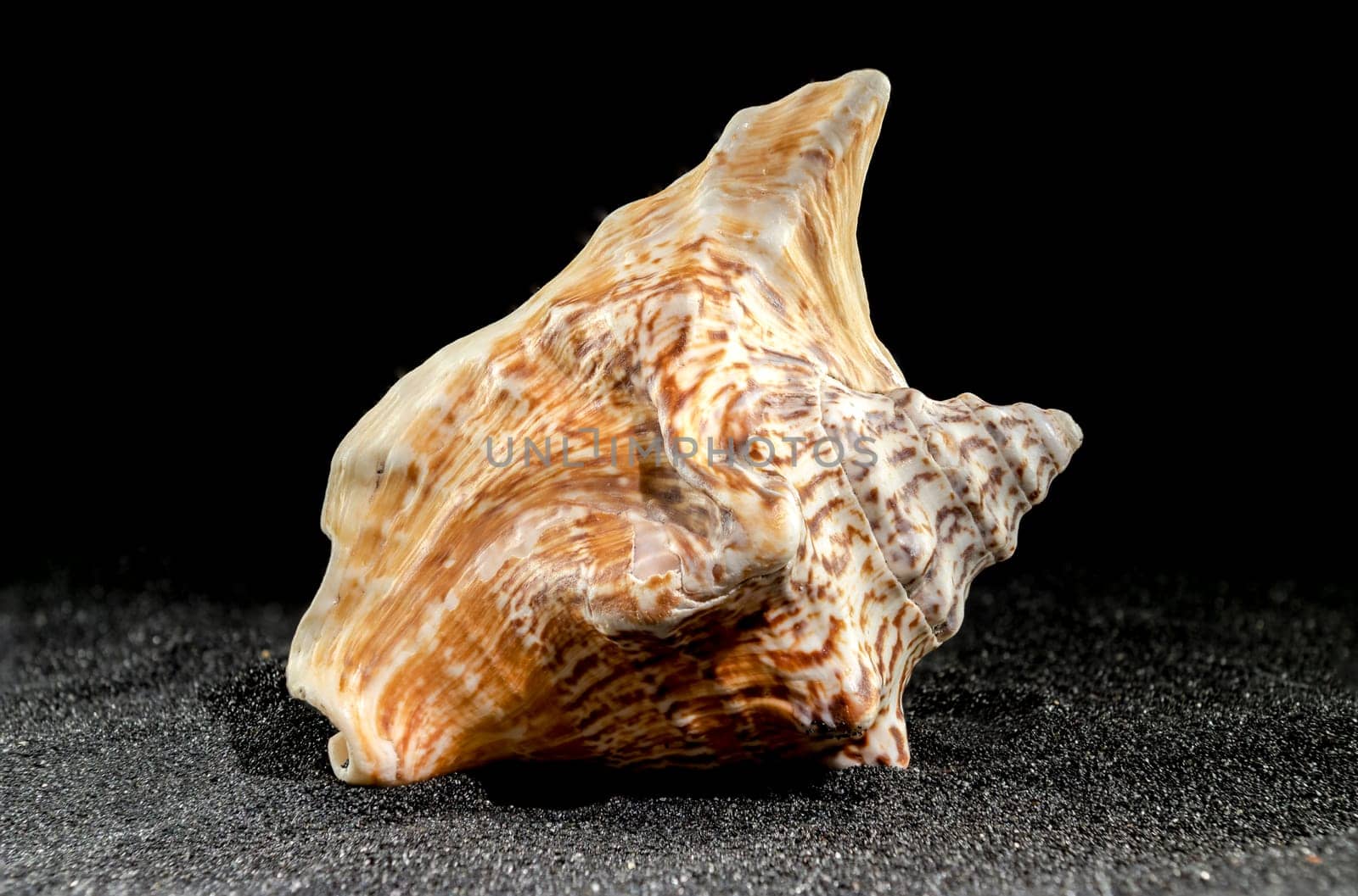 Lobatus raninus or hawk-wing conch sea shell on a black sand background