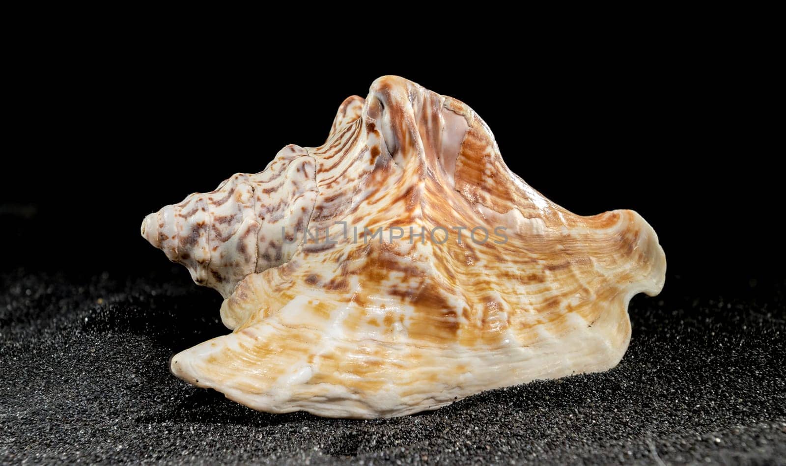 Strombus raninus seashell on a dark background by Multipedia