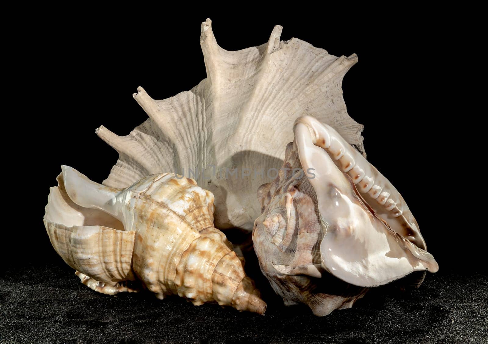 Still life Composition of the three big seashells on a black sand background.